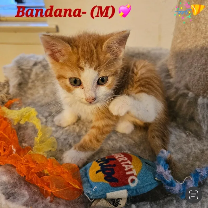 Bandana thumbnail 3