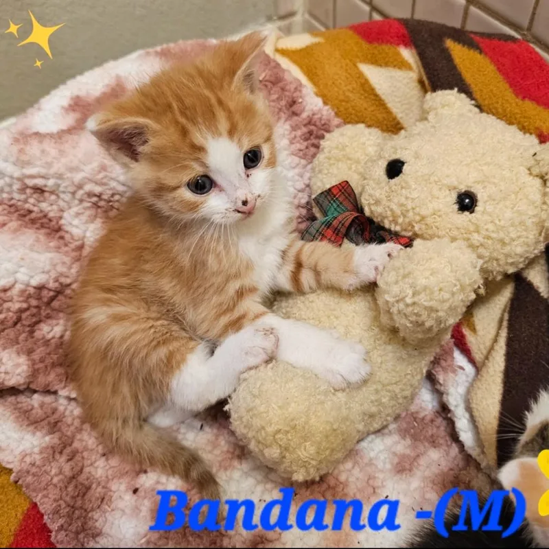 Bandana thumbnail 4