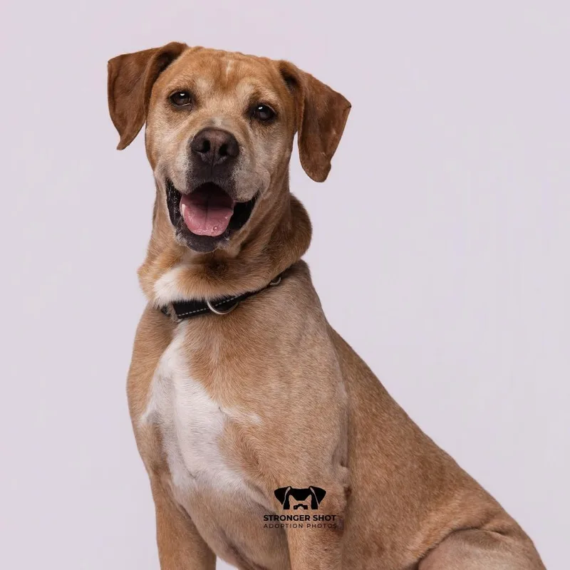 A senior large-sized male Yellow / Tan / Blond / Fawn English Coonhound dog named Wayne for adoption in Port Richey, FL