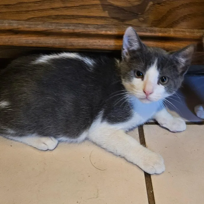 A baby small-sized male Gray / Blue / Silver Domestic Short Hair cat named Carlo for adoption in Santa Fe, TX