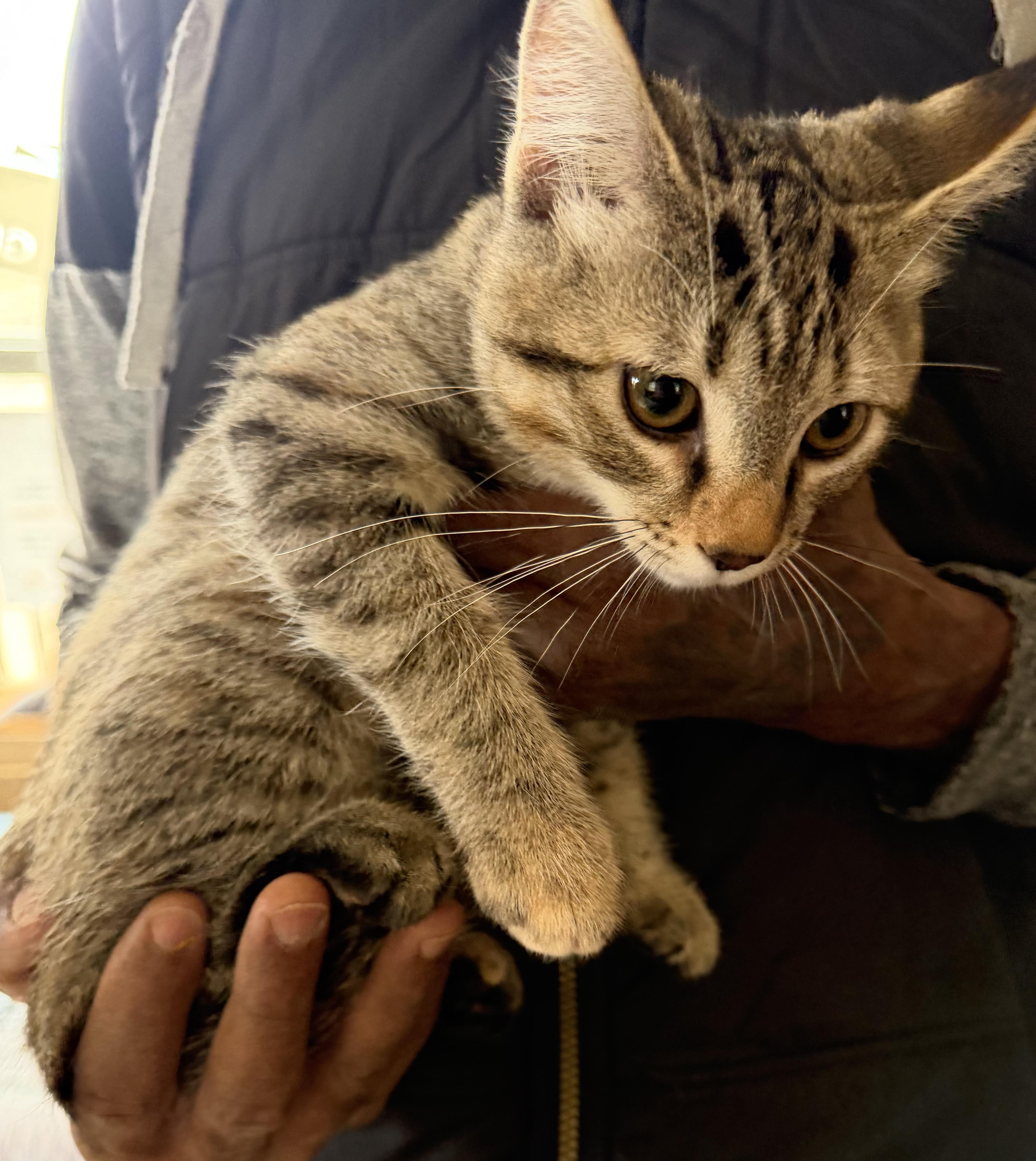 A baby medium-sized female Tabby (Buff / Tan / Fawn) Domestic Short Hair cat named Alice for adoption in Deming, NM