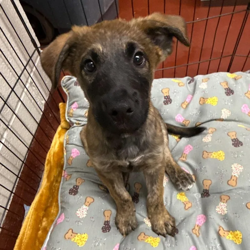 A baby medium-sized male Yellow / Tan / Blond / Fawn Terrier dog named Emile for adoption in Gainesville, GA