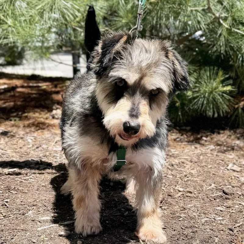An adult small-sized male Gray / Blue / Silver Miniature Schnauzer dog named Gucci for adoption in East Hampton, NY