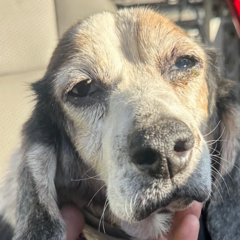 A senior small-sized female White / Cream Beagle dog named Nala for adoption in Bessemer, AL