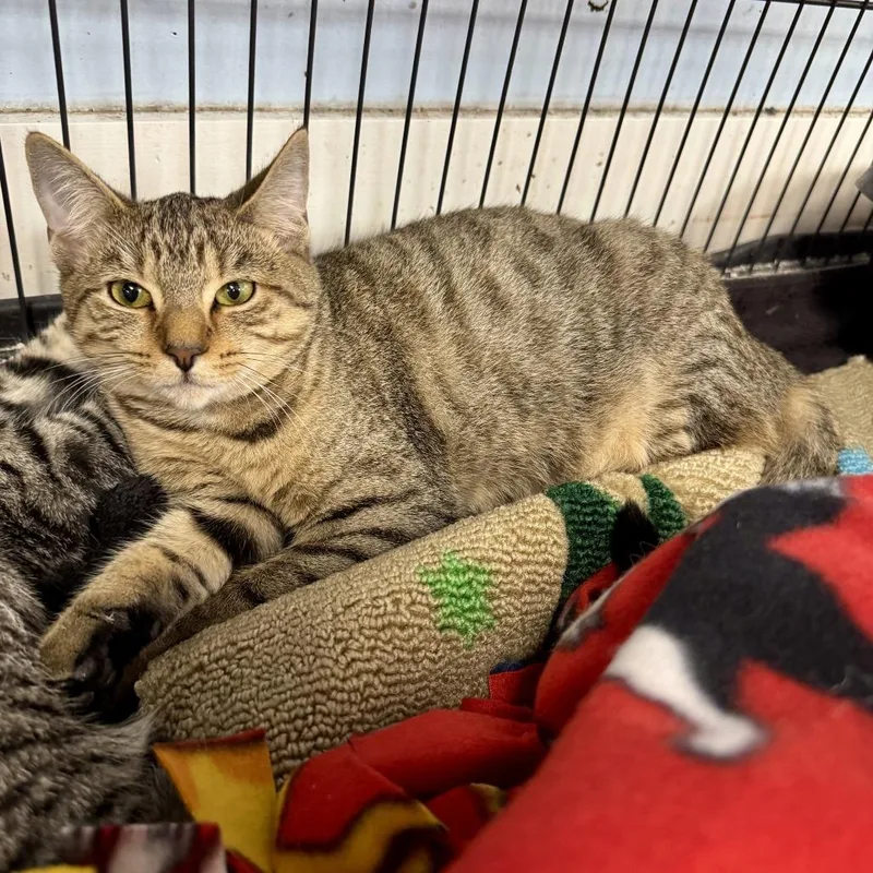 A young medium-sized female Brown / Chocolate Domestic Short Hair cat named Georgia for adoption in Miami, FL