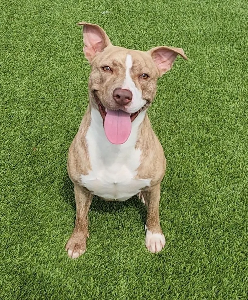 A young medium-sized female Brindle Pit Bull Terrier dog named Allie for adoption in Frankfort, KY