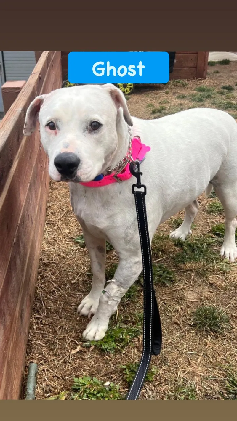 An adult medium-sized male American Staffordshire Terrier dog named Ghost for adoption in San Diego, CA