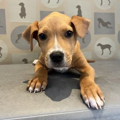 A baby large-sized male Mixed Breed dog named Orion for adoption in Dallas, TX