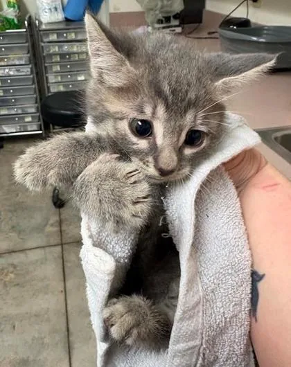 A baby small-sized female Domestic Short Hair cat named Janice for adoption in Lampasas, TX