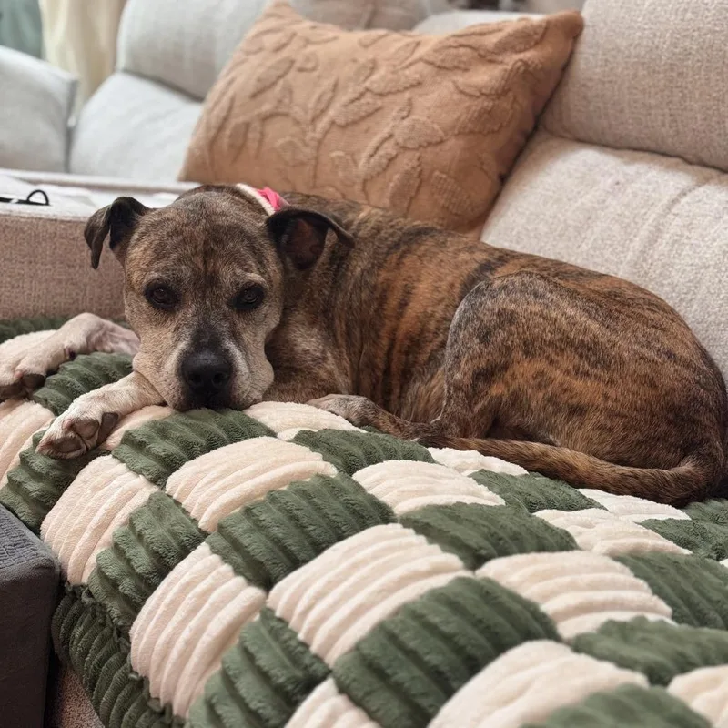 A senior medium-sized female Brown / Chocolate Pit Bull Terrier dog named MeeMaw for adoption in Durham, NC