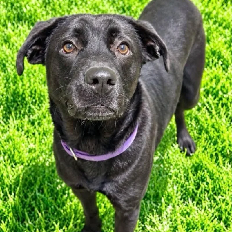 A young medium-sized male Black Labrador Retriever dog named Spookie for adoption in Battle Creek, MI