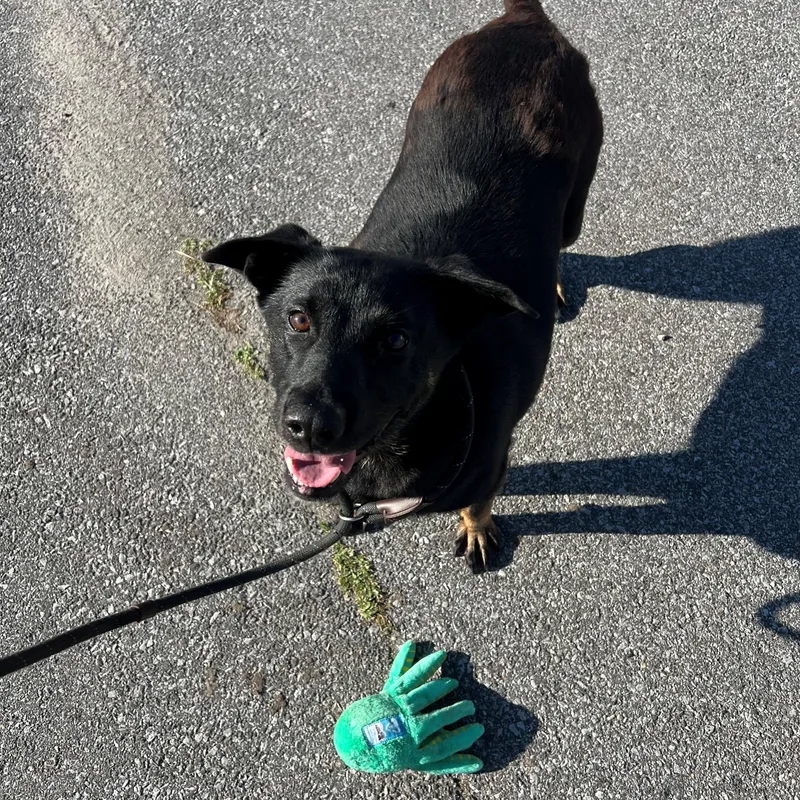 An adult medium-sized female Black Shepherd dog named Bailey for adoption in Schererville, IN