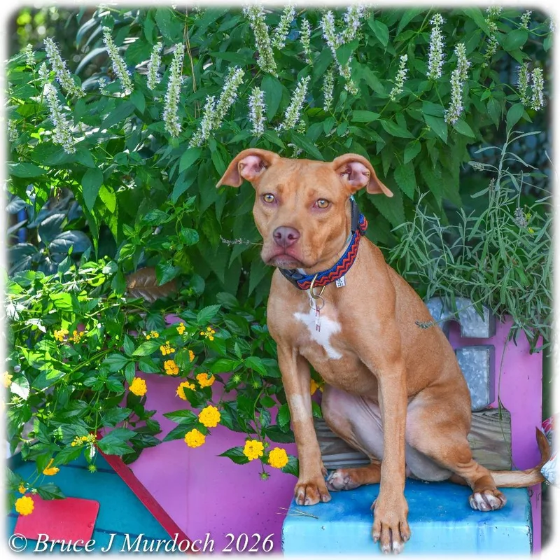 A young medium-sized female Brown / Chocolate Pit Bull Terrier dog named Beth for adoption in Wake Forest, NC