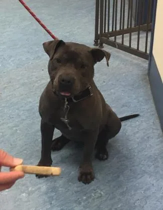 A senior large-sized female Gray / Blue / Silver Mixed Breed dog named Lexi for adoption in Charleston, SC