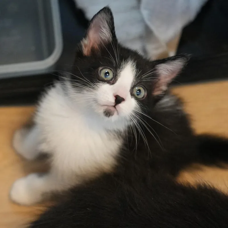 A baby small-sized female Black Domestic Short Hair cat named Xcalibur for adoption in Austin, TX