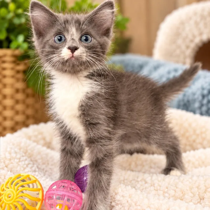 A baby small-sized female Gray / Blue / Silver Domestic Long Hair cat named Azalea K for adoption in Corsicana, TX