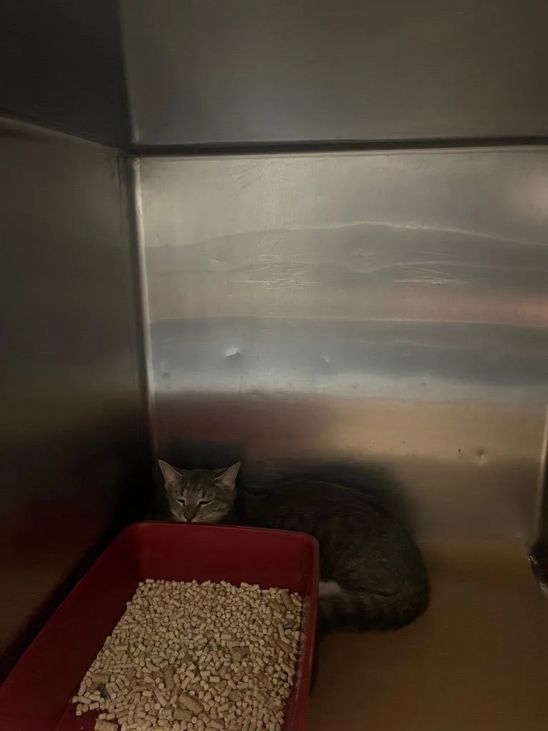A baby large-sized female Domestic Short Hair cat named Tori for adoption in Cartersville , GA