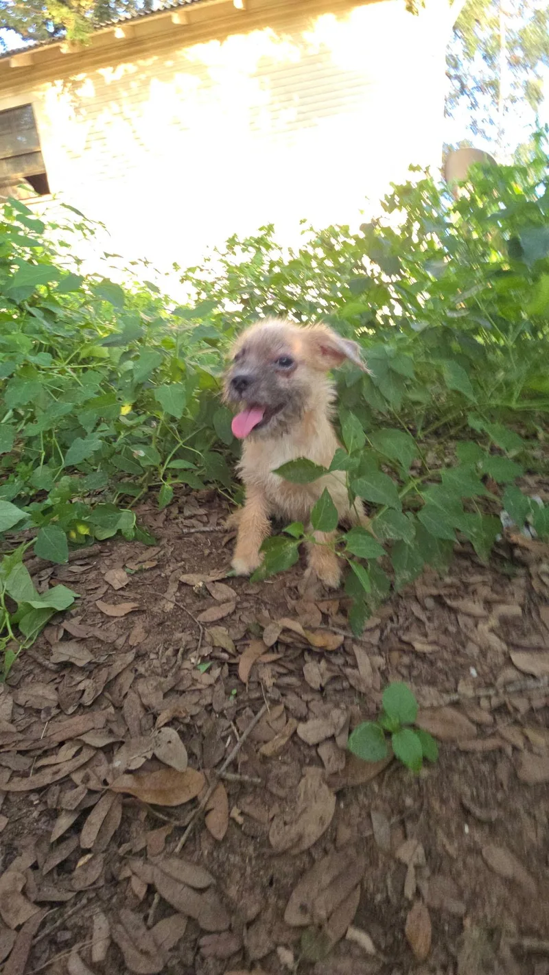 A baby medium-sized male Terrier dog named Cheese Puff for adoption in Brookeville, MD