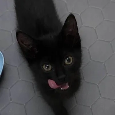 A baby medium-sized male Black Domestic Short Hair cat named Jack for adoption in Mokena, IL