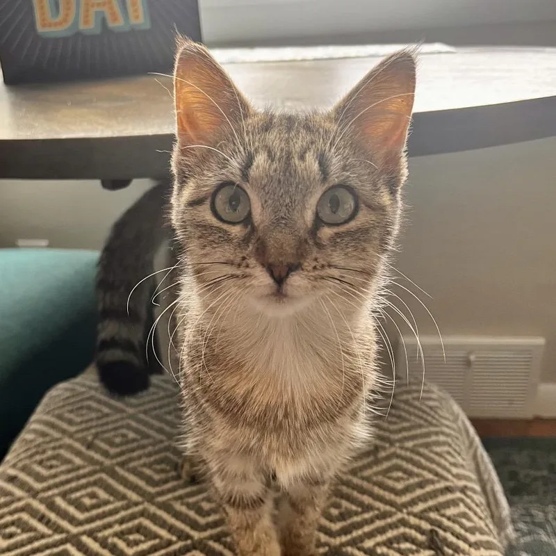 A young small-sized female Brown / Chocolate Domestic Short Hair cat named Sami for adoption in Fairport, NY