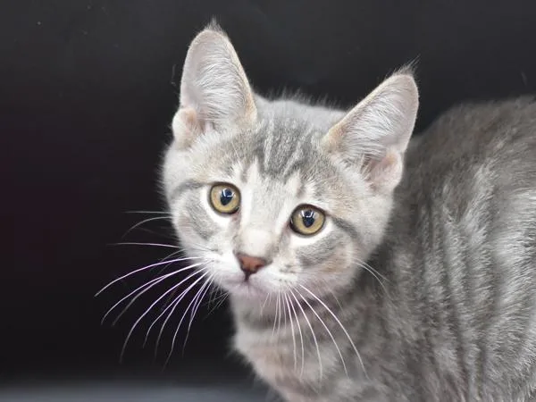 A baby small-sized female Domestic Short Hair cat named Emma for adoption in Portland, OR