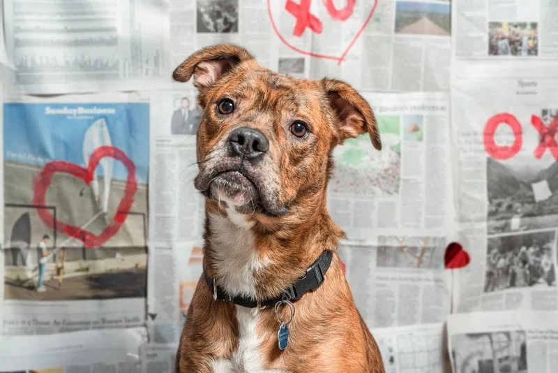 An adult large-sized male Mixed Breed dog named Moe for adoption in Island Lake, IL