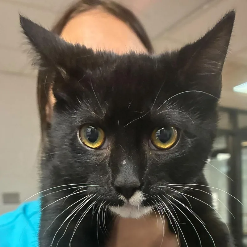 A baby small-sized male Black Domestic Short Hair cat named Sir PounceaLot for adoption in Gadsden, AL