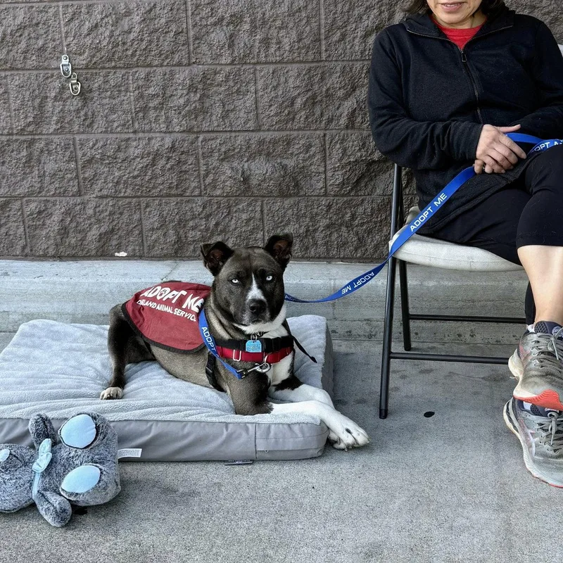 A young large-sized female Pit Bull Terrier dog named Ellie for adoption in Oakland, CA