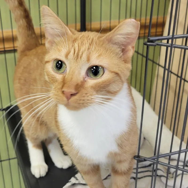 An adult medium-sized female Orange / Red Domestic Short Hair cat named Cheeto for adoption in Milan, IL