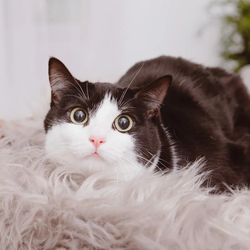 An adult large-sized female Domestic Short Hair cat named Bunny for adoption in Los Angeles, CA