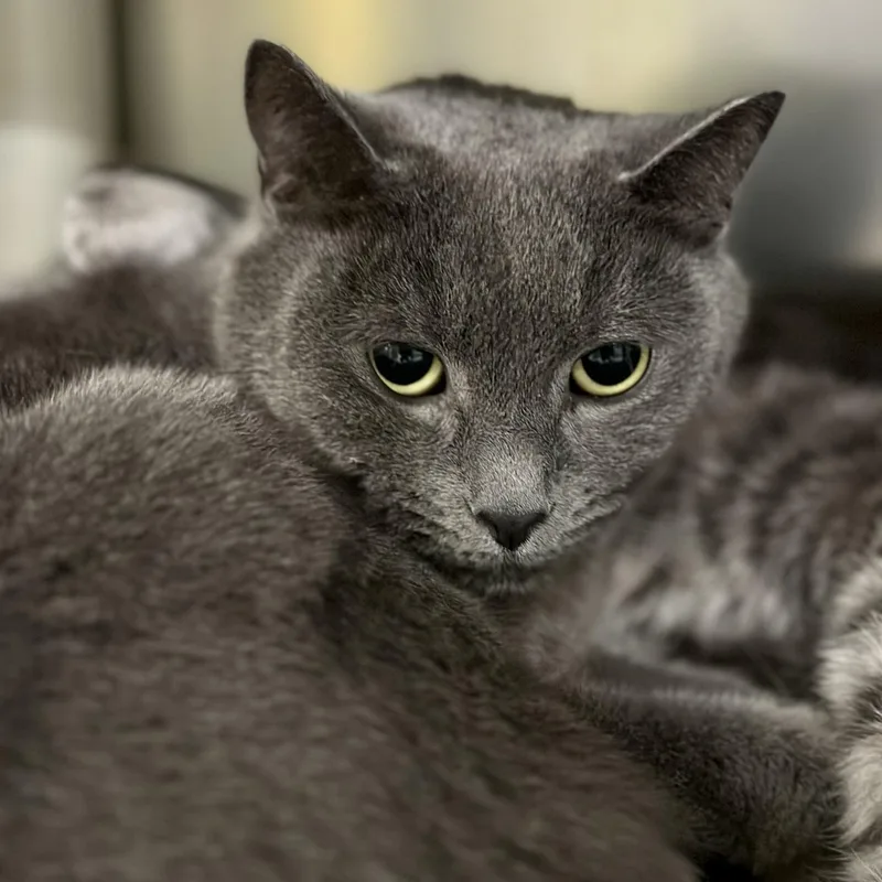 An adult medium-sized female Gray / Blue / Silver Domestic Short Hair cat named Scarlett for adoption in Jackson, NJ