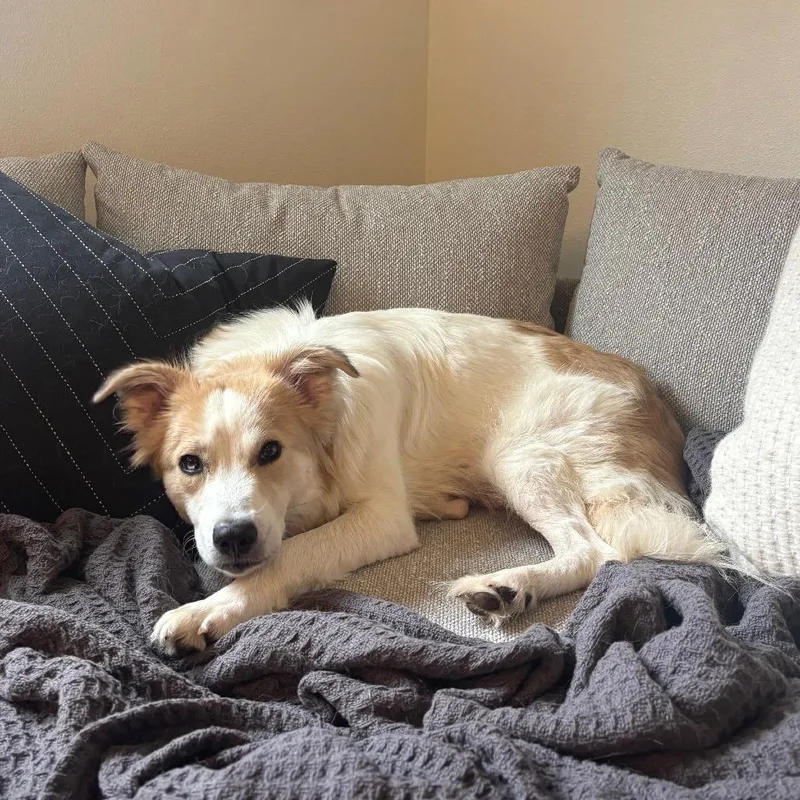 A young medium-sized female White / Cream Australian Shepherd dog named Sundae for adoption in Woodinville, WA