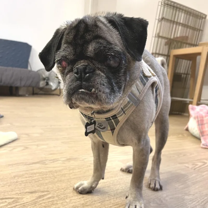 A senior small-sized male Yellow / Tan / Blond / Fawn Pug dog named Mtv for adoption in San Francisco, CA