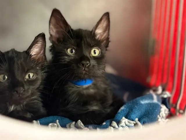 A baby small-sized male Domestic Short Hair cat named Harry for adoption in Fort Wayne, IN