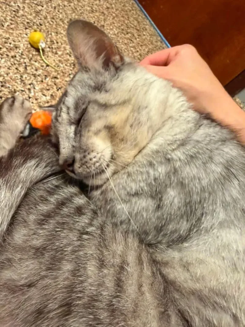 An adult large-sized male Tabby (Gray / Blue / Silver) Domestic Short Hair cat named Diego for adoption in Sterling Heights, MI