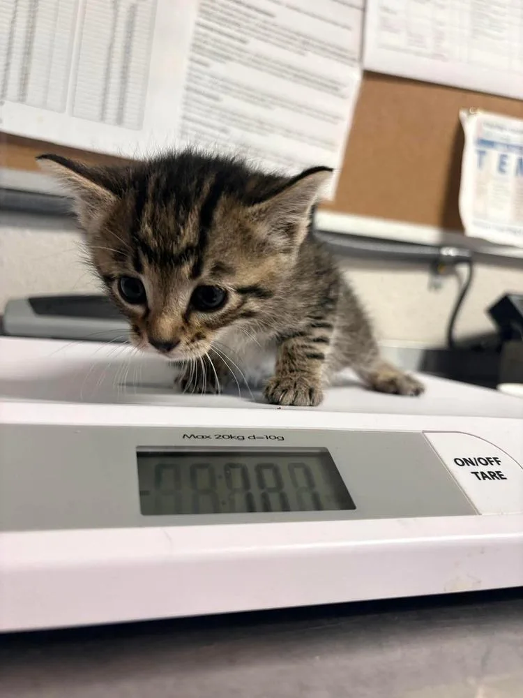 A baby medium-sized female Domestic Short Hair cat named Buttercup for adoption in Bolivar, MO