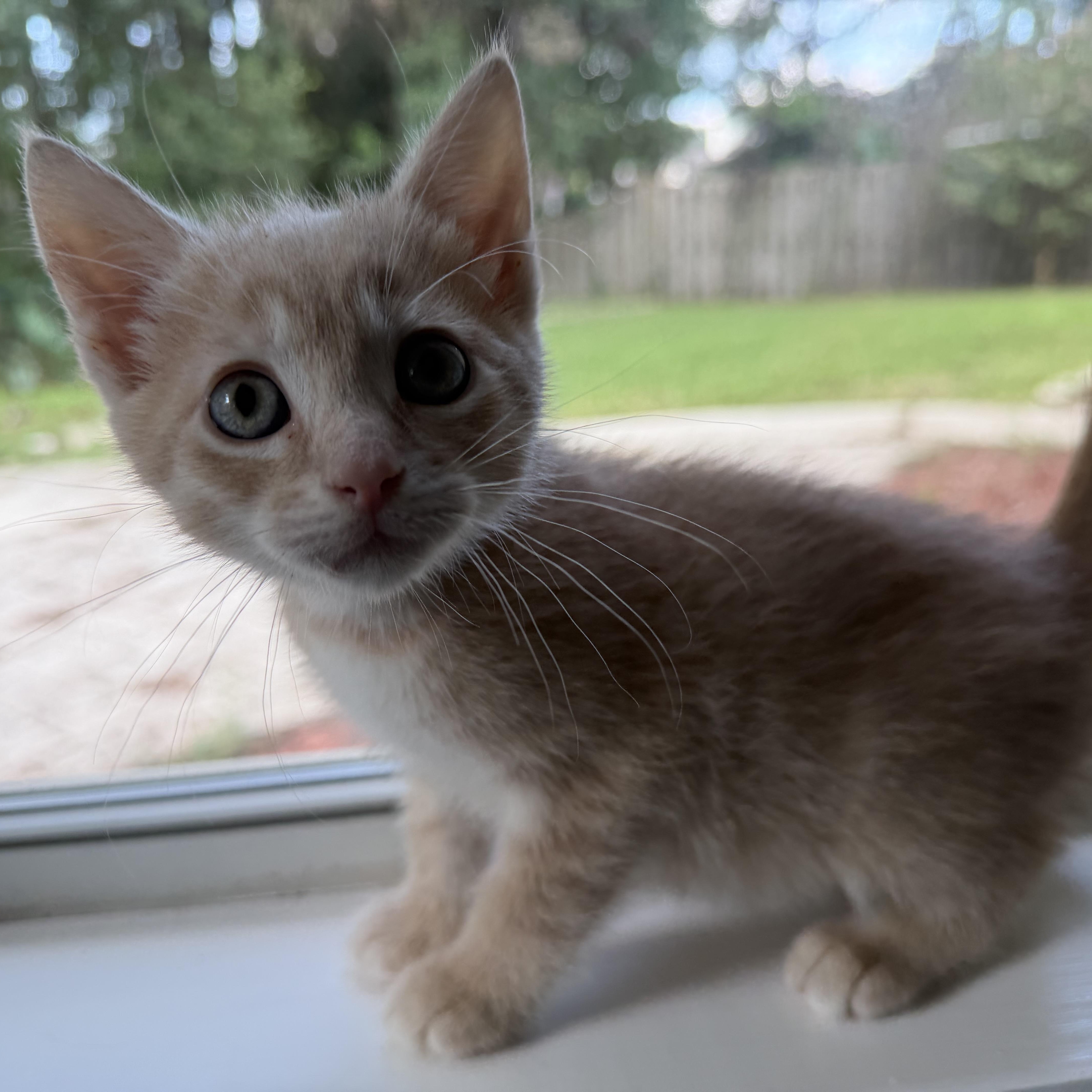 A baby medium-sized male Domestic Short Hair cat named Cashew for adoption in jacksonville, FL