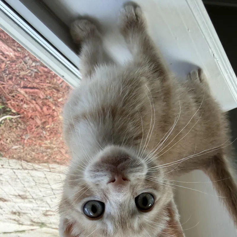 Cashew thumbnail 4