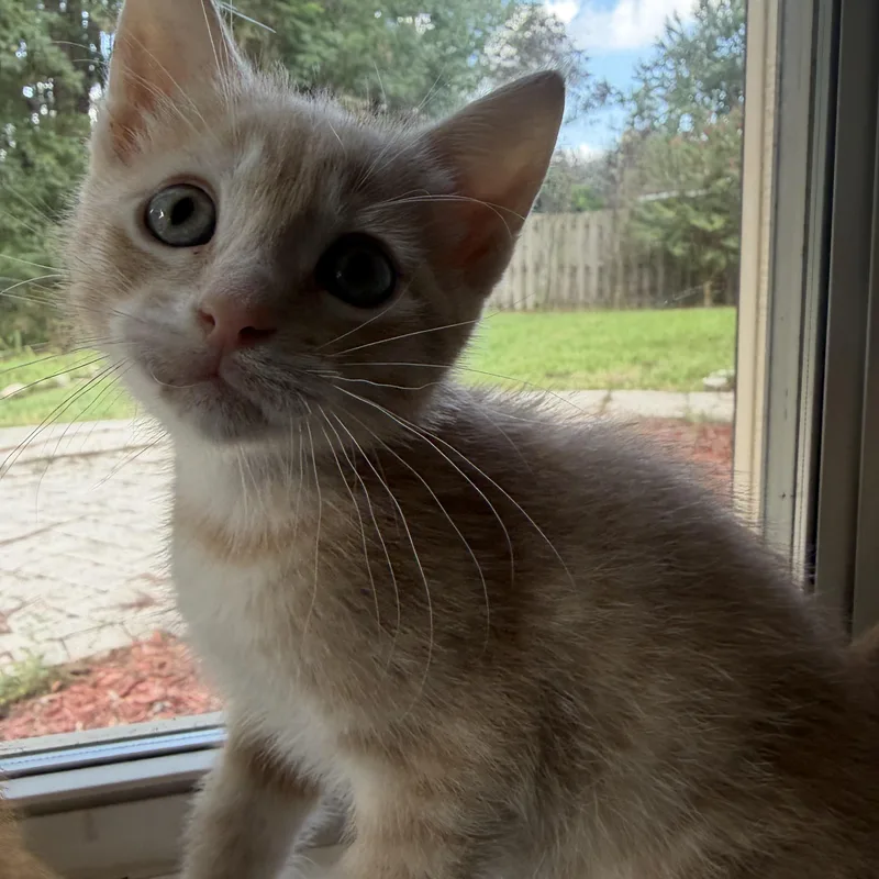 Cashew thumbnail 5