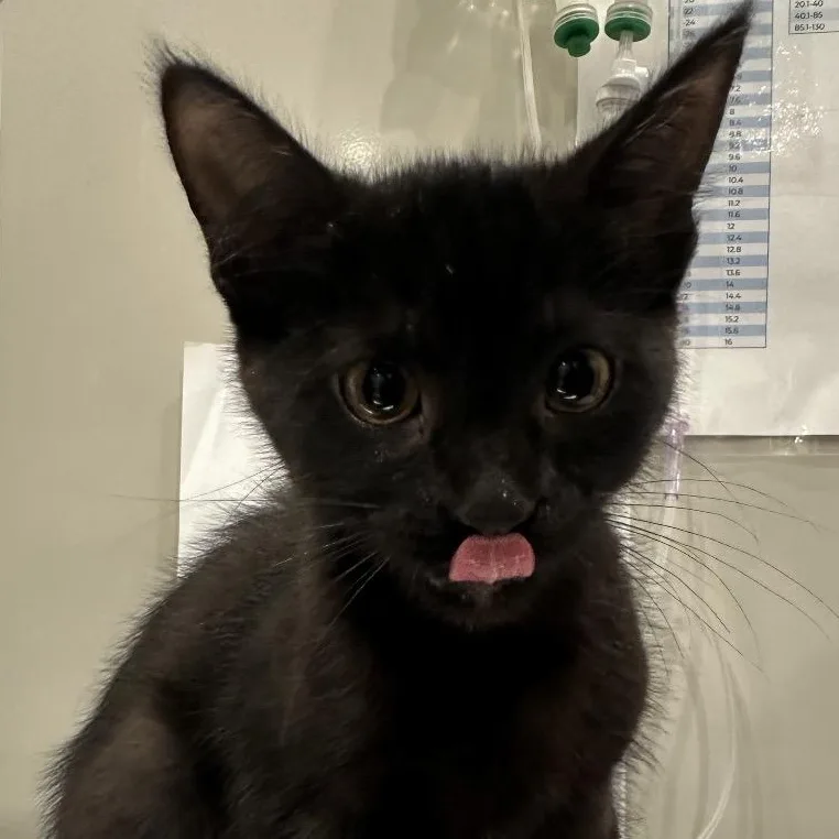 A baby medium-sized female Black Domestic Short Hair cat named Lucy for adoption in Evanston, IL