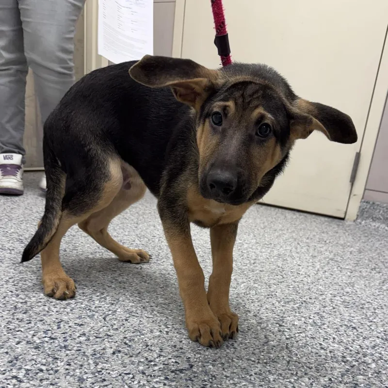 A baby medium-sized male Black Mixed Breed dog named Dionysus for adoption in Matteson, IL