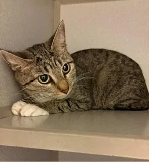 An adult medium-sized female Tabby (Gray / Blue / Silver) Domestic Short Hair cat named Briar for adoption in Mason City, IA