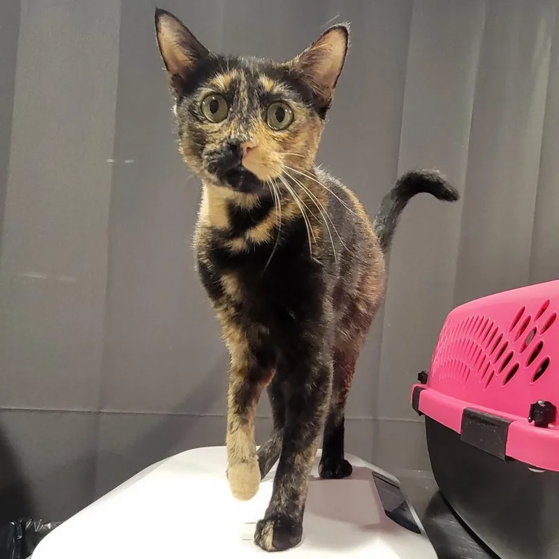 An adult large-sized female Tortoiseshell Domestic Short Hair cat named Penny for adoption in Tampa, FL