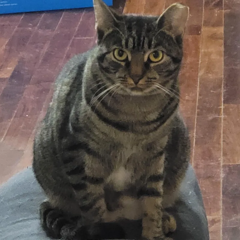 Pinkerton thumbnail 2