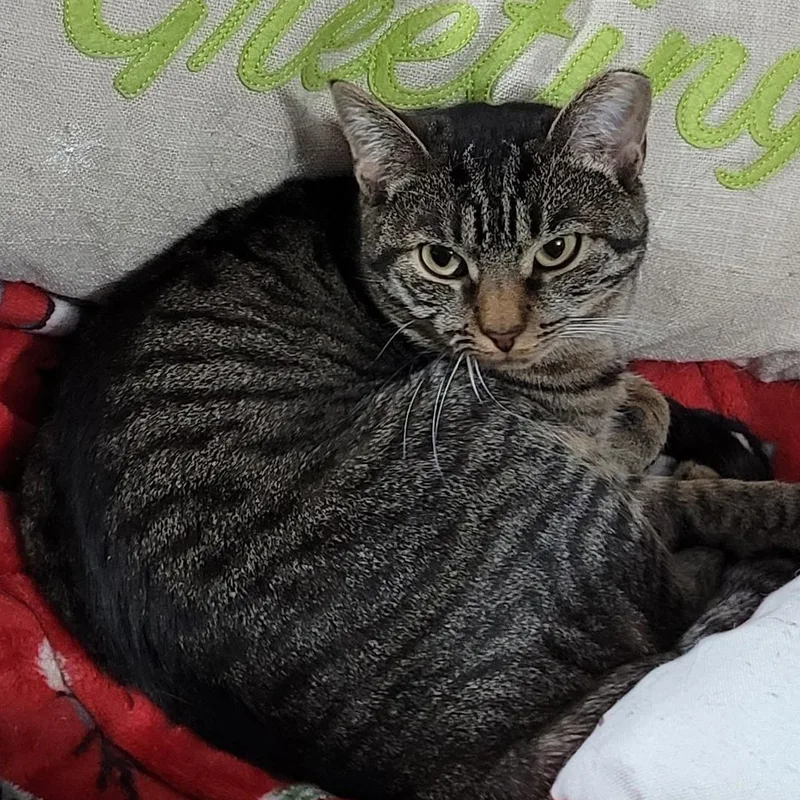 Pinkerton thumbnail 3