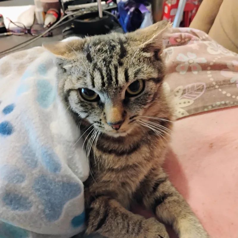 Pinkerton thumbnail 4