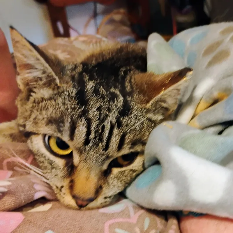 Pinkerton thumbnail 5