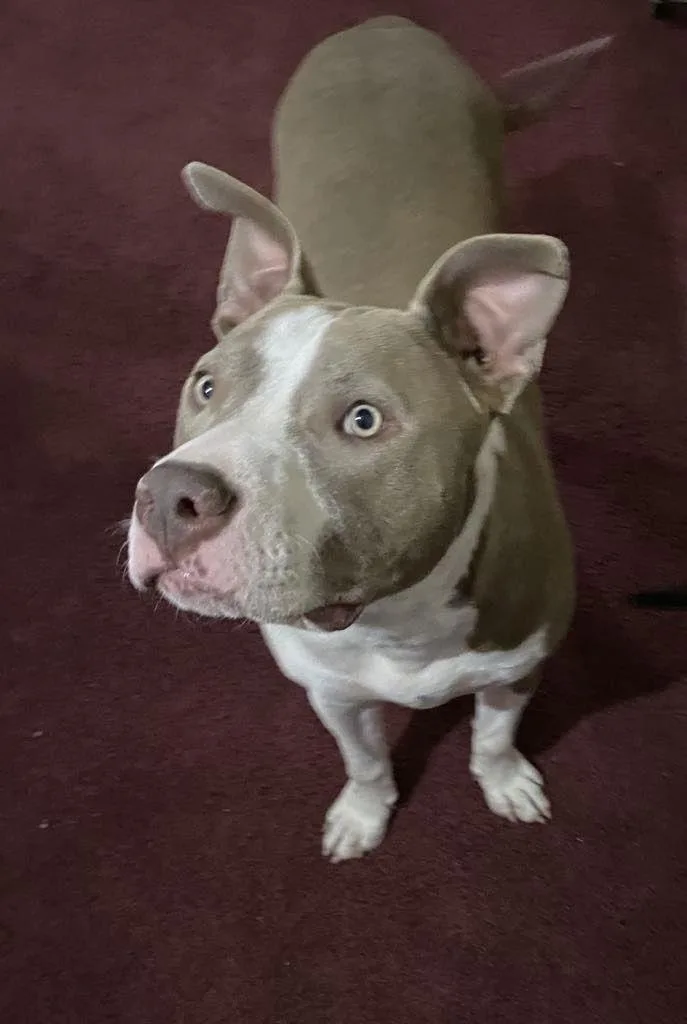 Two Tone Tucker thumbnail 2