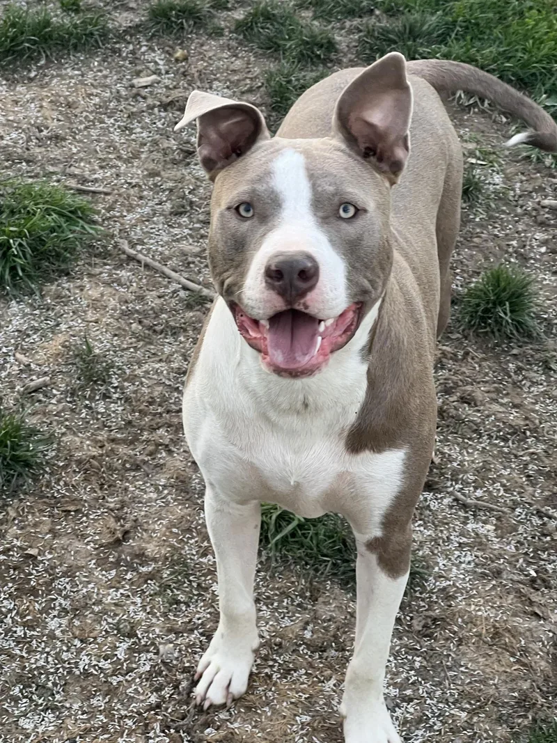 Two Tone Tucker thumbnail 3