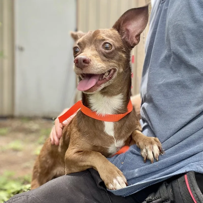 An adult small-sized female Brown / Chocolate Chihuahua dog named Myla for adoption in Wimberley, TX